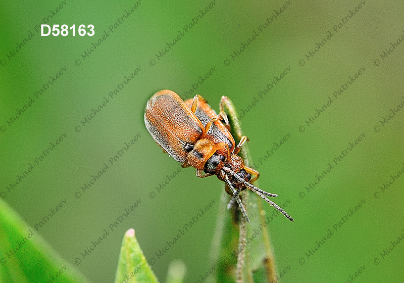 Black-margined Loosestrife Beetle (Neogalerucella calmariensis)